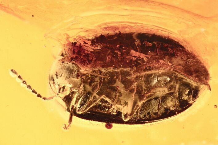 Detailed Fossil Marsh Beetle (Scirtidae) in Baltic Amber #273201